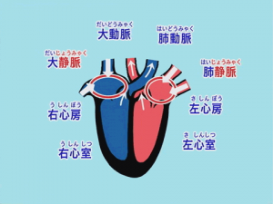 わかるよ 体のしくみ 仕組み 小学生の理科 学習ビデオdvdのnikk にっく 映像