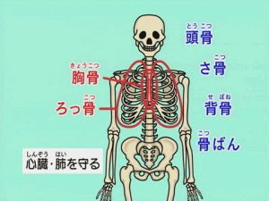 わかるよ 体のしくみ 仕組み 小学生の理科 学習ビデオdvdのnikk にっく 映像